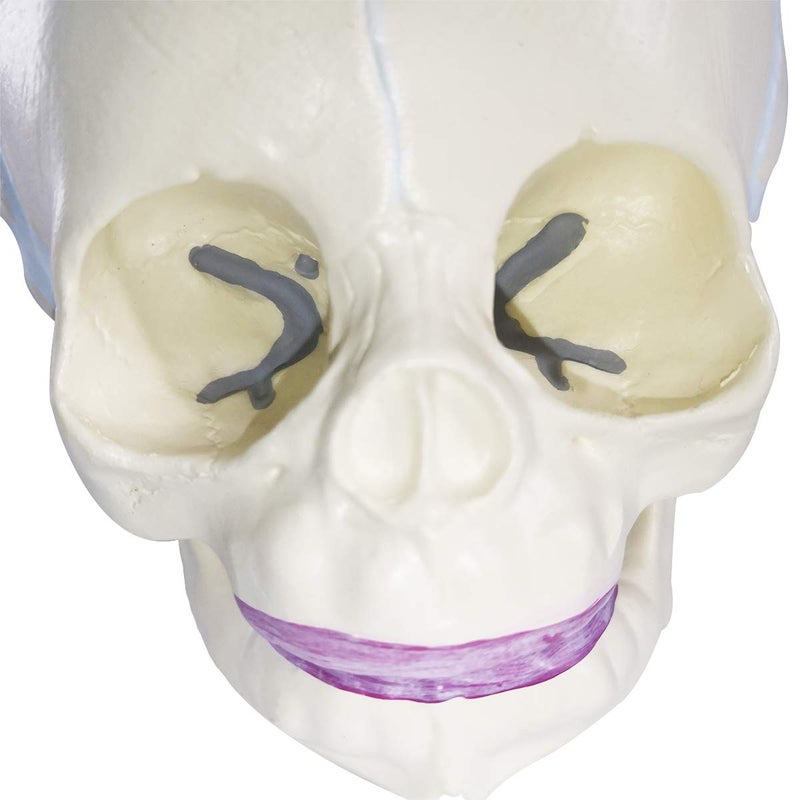 EVOTECH SCIENTIFIC Human Infant Skull Model, Life Sized Fetus Anatomy Skull Model for Medical Teaching Learning, Students Education Display Tool, Hand Painted - Image 5